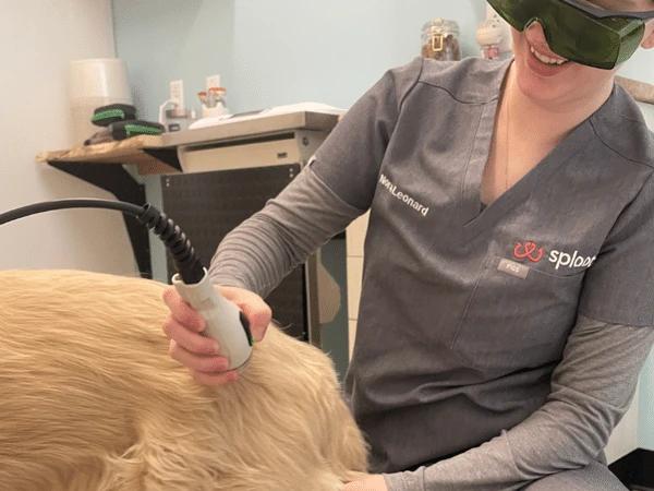 Close up of cold laser therapy for dogs done by a veterinarian in Sploot Veterinary Care in Denver Colorado