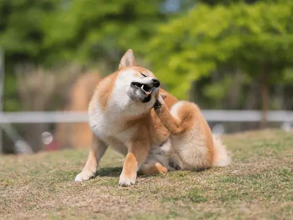 A dog scratching, representing one of the symptoms of allergies in dogs, which can lead to frequent dog ear infections