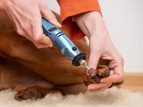 Close-up of a pet parent using a nail grinder for dogs after learning how to cut a dog’s nails