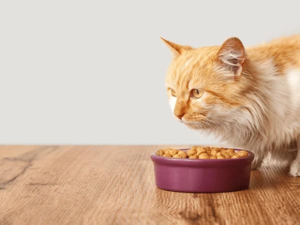 A cat eating to represent overeating which is a cause of feline vomiting or vomiting in cats