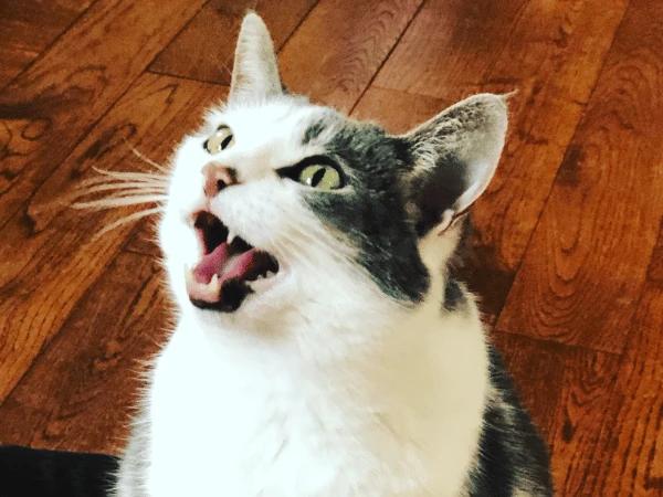 A cat exhibiting an excessive cat meowing or cat crying behavior