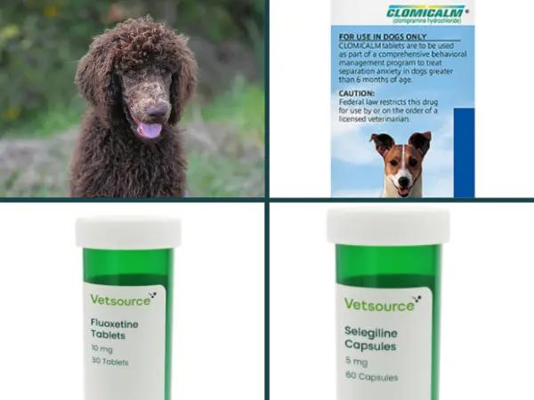 A collage showcasing dog anxiety meds featuring fluoxetine, clomipramine or Clomicalm, and selegiline