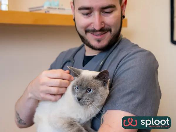 A veterinary professional using Fear Free techniques to keep a cat calm at Sploot Veterinary Care, one of the best cat veterinarians in Chicago, IL