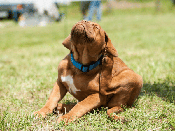 A dog scratching, representing a symptom of flea and tick infestation that needs dog flea and tick prevention