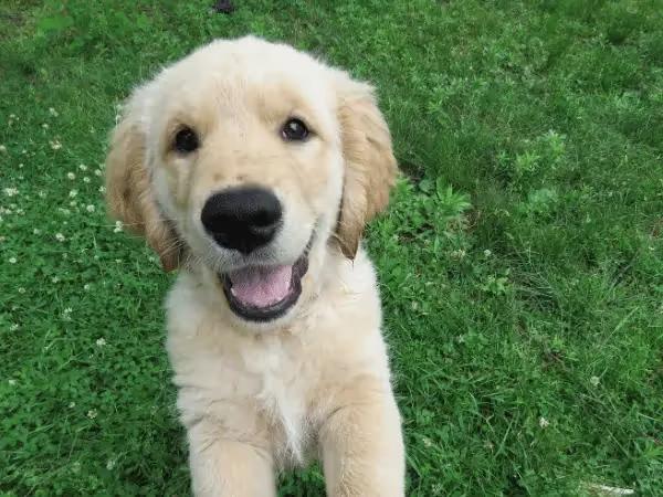 A cute golden retriever puppy, representing the experience of adoption from a puppy shelter in Denver