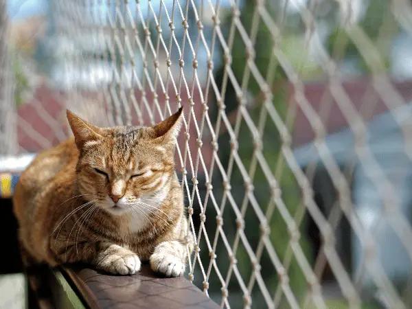 A cat hanging out on a catio, representing the importance of maintaining an active microchip, especially for pets that had the save this life microchip
