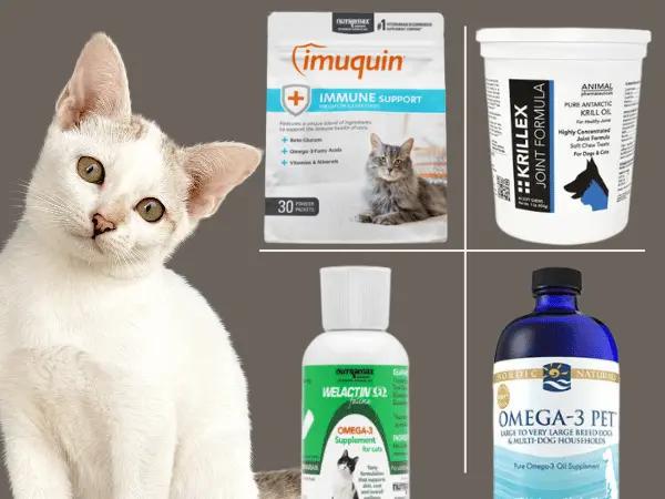 A cat sitting beside various types of omega-3 supplements and fish oil for cats