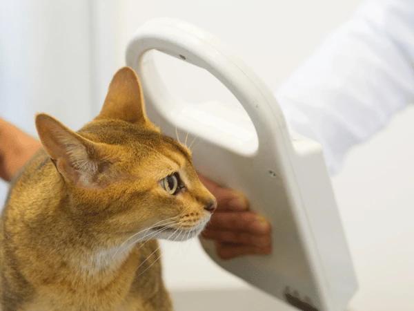 A cat getting their microchip scanned with a universal scanner at a veterinary clinic 