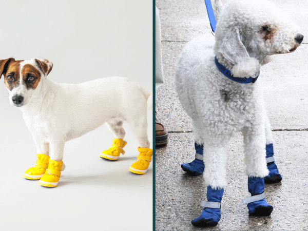 Photos of dogs wearing dog shoes or dog booties, which are great for hiking with a dog, especially in harsh terrain