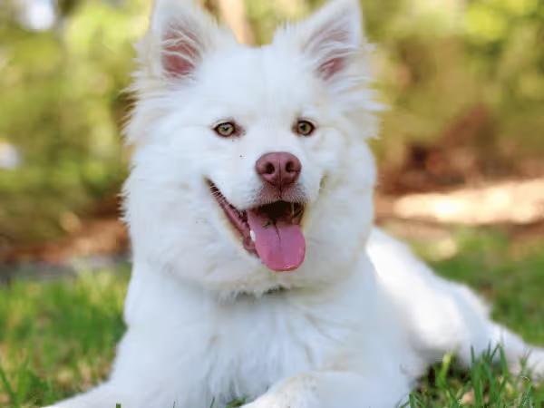 A white dog with dog body language indicating that they are relaxed and happy