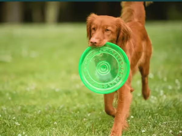 A dog holding a frisbee, representing one of the activities in some providers of dog boarding in Colorado Springs