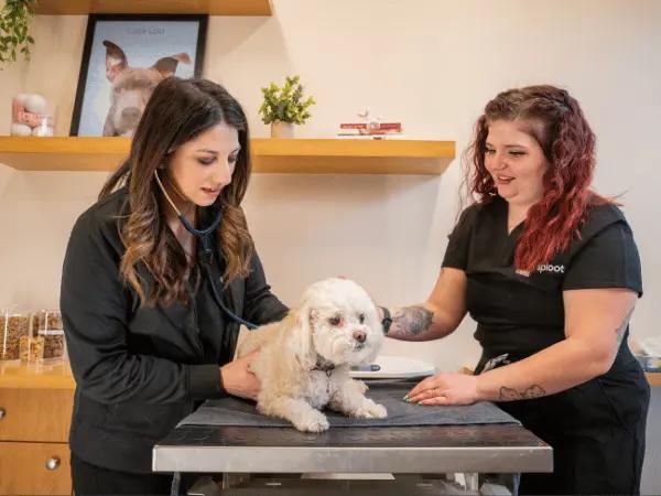 A dog brought to a vet like Sploot Veterinary Care in Colorado Springs, Denver, & Chicago for dog wound care or dog wound treatment