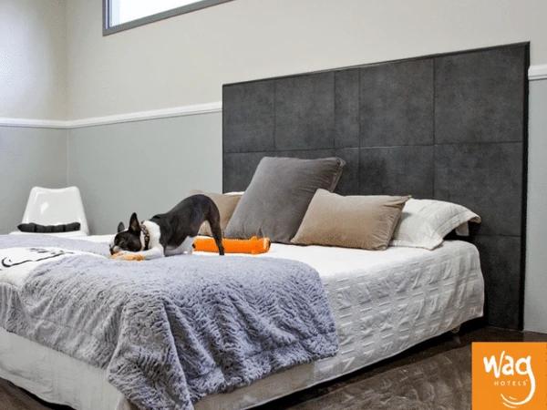 A dog staying in one of the ultra suites in Wag Hotels, complete with a queen bed for dogs