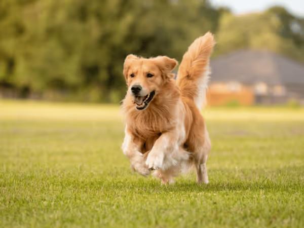 A dog running in the field, representing the enjoyment of going to dog parks in Colorado Springs