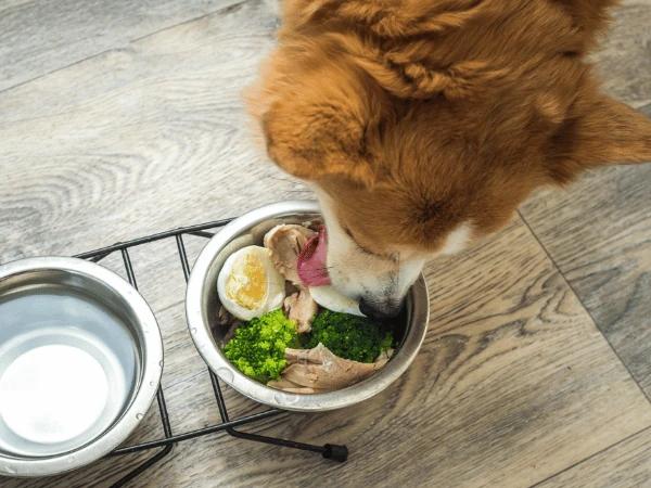 A dog eating pet food with egg, a safe food for dogs, as one of the food toppers