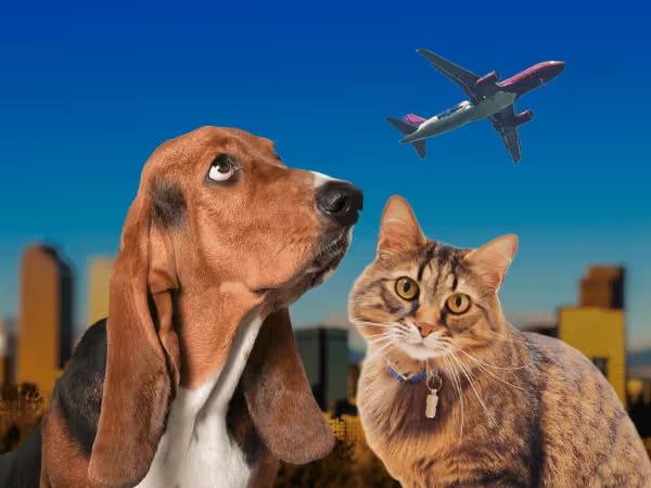 A photo of a dog, cat, and airplane, symbolizing pet travel requirements
