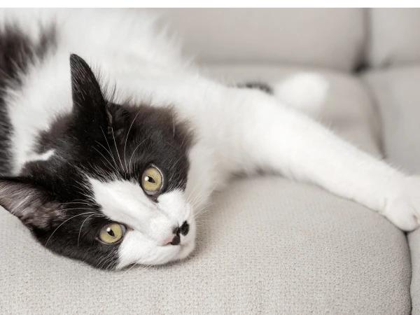 Cat behavior: cat lying on its side while calm and happy