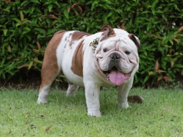 An overweight dog that can benefit from weight loss dog food