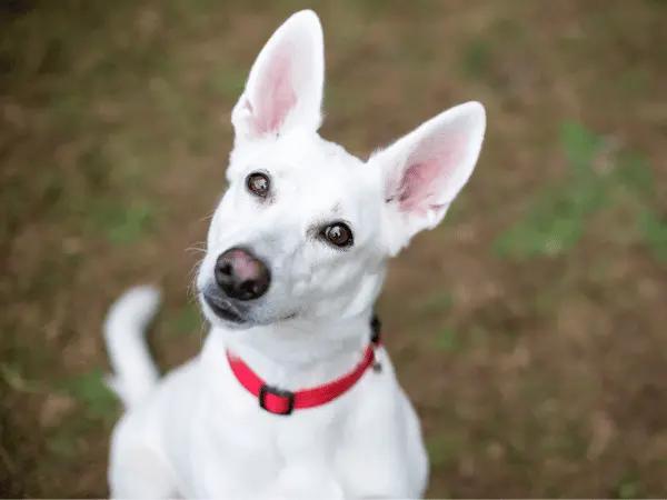 A happy, healthy dog with clean ears because of regular ear cleaning using a vet-approved dog ear cleaner
