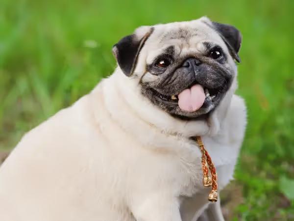 An overweight dog that can benefit from weight management dog food