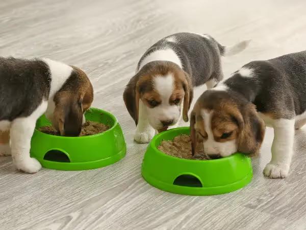 Beagle puppies eating the best puppy food AAFCO approved for their needs