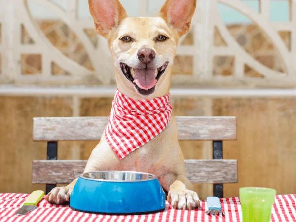 A dog sitting at a picnic table on the Fourth of July with their own separate treat that is made up of safe foods for dogs
