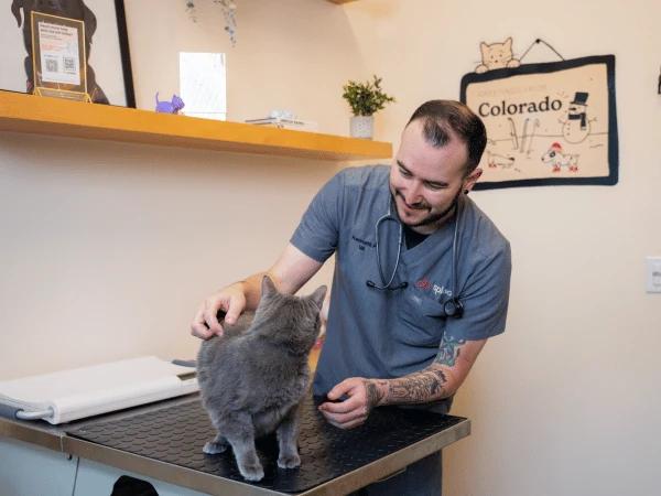 An injured cat brought to an urgent care veterinarian