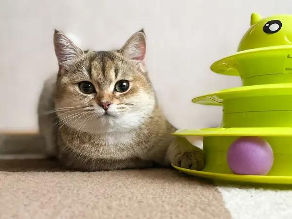 A calm and happy gray cat playing with a toy after getting anxiety treatment, which can include anxiety meds for cats
