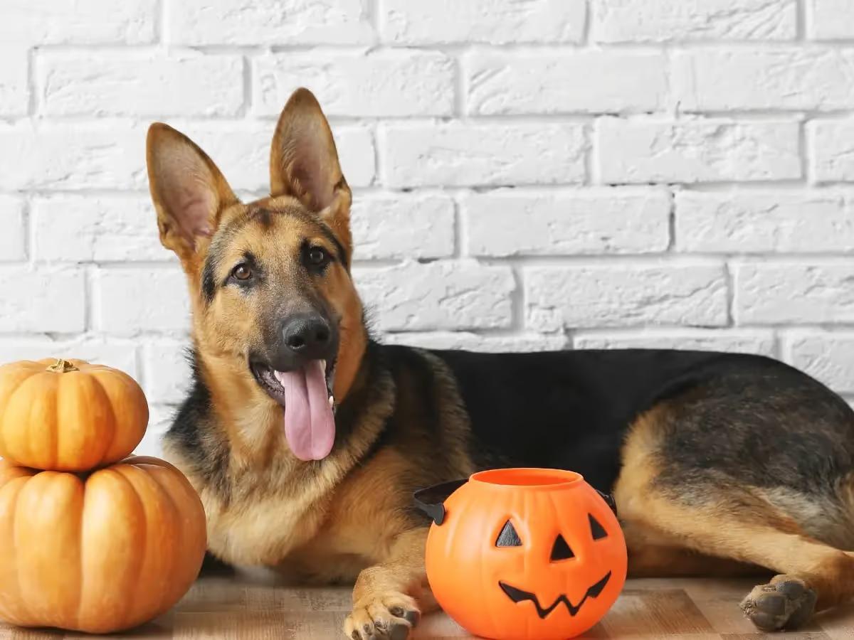 A dog beside a Halloween basket representing pets eating Halloween candy