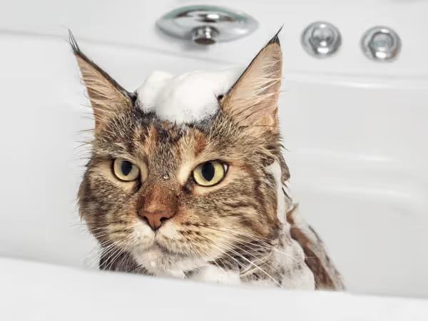 A cat having a bath inside a bathtub