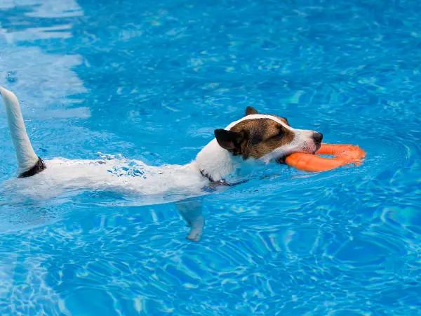 A dog having fun in a dog-friendly pool, fully protected by the required dog vaccines in Denver, Colorado