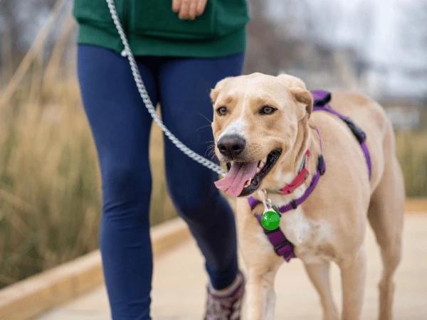 A dog parent using dog walking tips while walking their pup