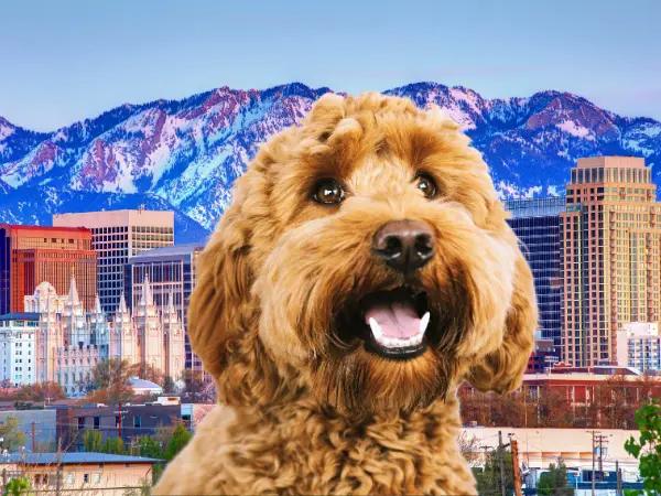 A photo of a Goldendoodle in front of Salt Lake City, representing dog-friendly activities and destinations in Salt Lake City, Utah.