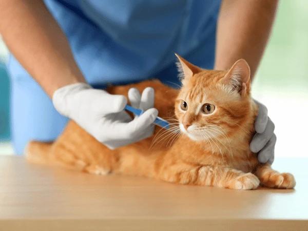 A kitten getting core cat vaccines including the FVRCP vaccine for cats