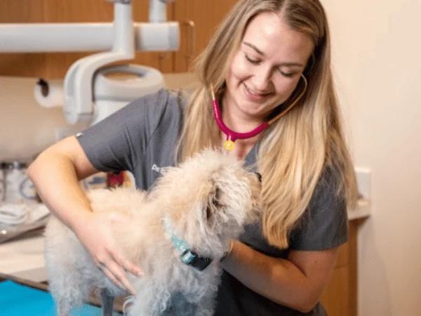 A dog wellness exam is being conducted in Sploot Veterinary Care, a top-notch vet clinic with locations in Denver and Chicago