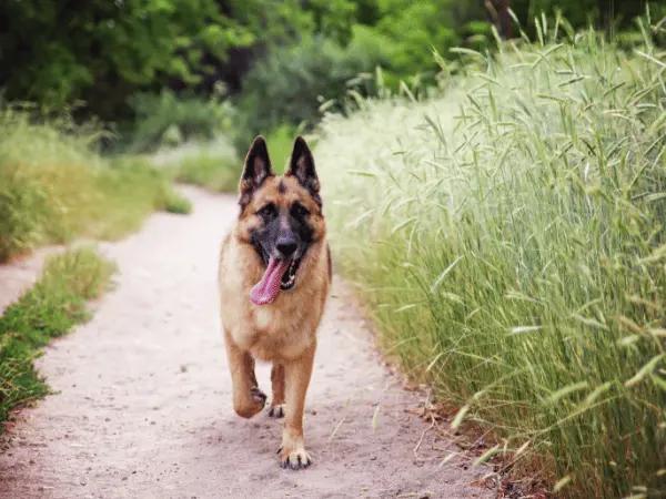 A photo of a healthy German Shepherd, representing German shepherd care.