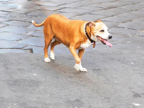 A photo of an older dog limping on their front leg, representing age-related joint problems that can cause limping in dogs