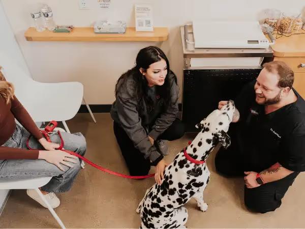 A dog getting heartworm prevention for dogs at Sploot Vets, a trusted vet clinic in Colorado Springs, Denver, & Chicago