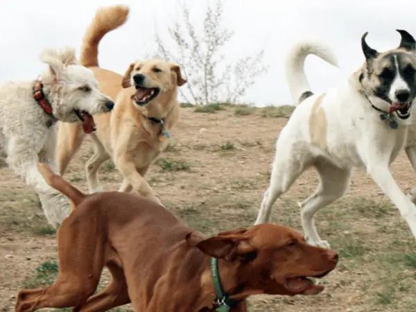 Four dogs playing at Hound Hill Dog Park.