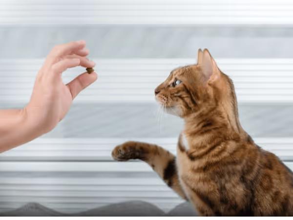 A cat parent giving a cat safe food for cats as a treat