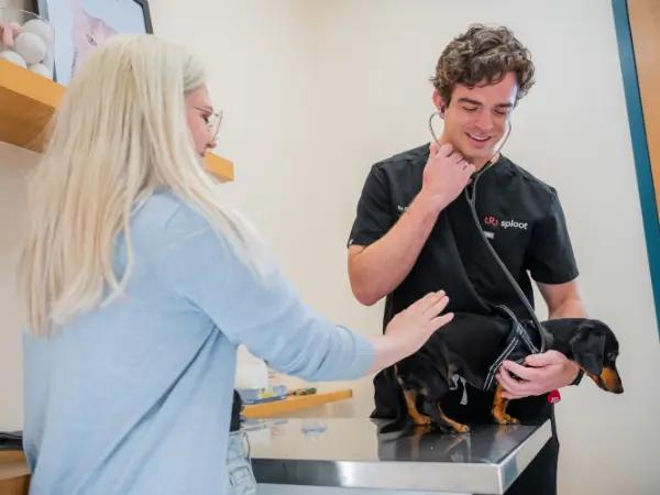 A puppy getting a puppy exam at Sploot Vets, a Fear Free vet clinic which helps reinforce puppy socialization