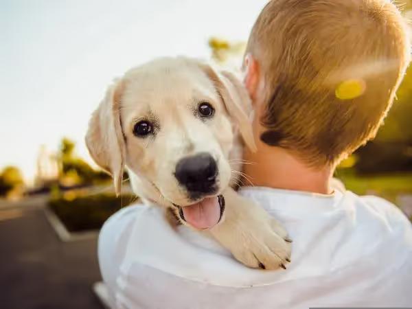 A pet parent hugging a puppy after successfully following the steps on how to socialize a puppy