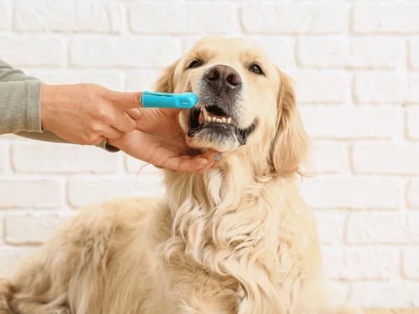  A dog owner brushing their dog’s teeth in order to prevent cavities due to neglect, which isn’t covered in pet insurance for dogs and cats