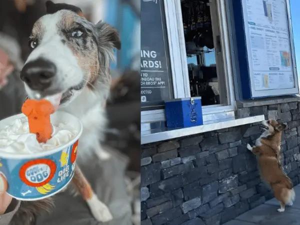 Photos of a dog enjoying a pup cup from Dutch Bros beside a dog excited to go to Dutch Bros for a pup cup