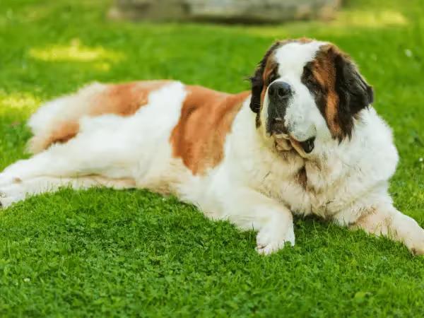 A Saint Bernard, one of the breeds that are prone to showing symptoms or signs of bloat in dogs or GDV in dogs