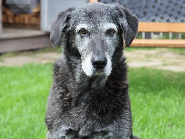 A photo of a senior dog, representing an old or elderly dog losing weight