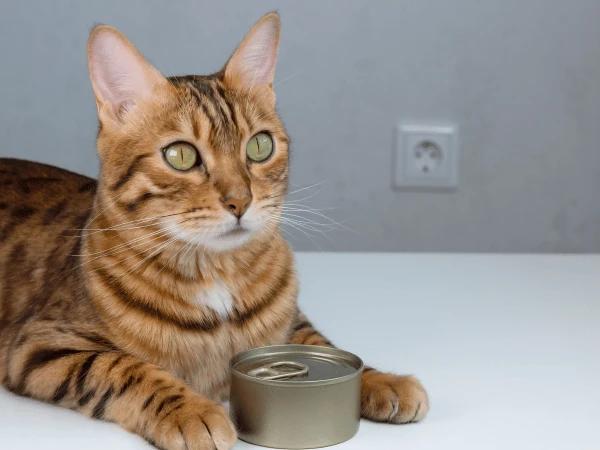 Cat food packed for a cat going to a pet boarding facility