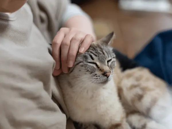 A cat parent spending time with their cat and keeping the cat indoors to help prevent avian influenza in cats