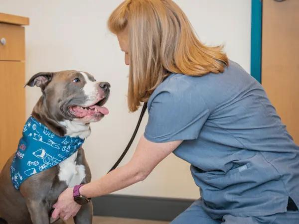 A dog brought to Sploot Veterinary Care in Denver, Colorado or Chicago to have a check-up for dog pain symptoms