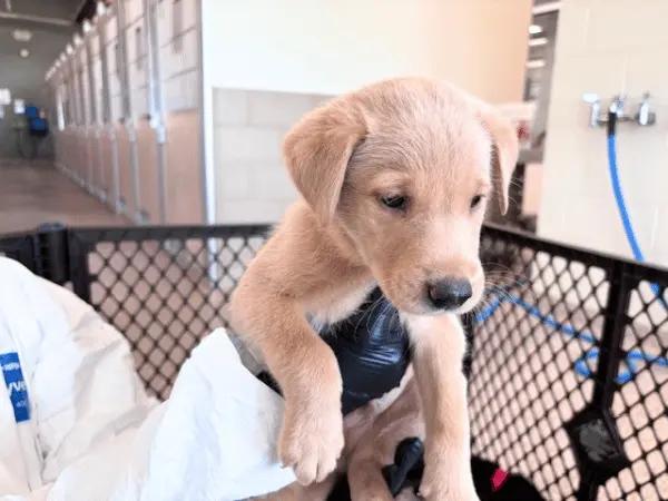 A staff member at Humane Society Pikes Peak Region holding up a puppy, representing the dog adoption experience in this dog rescue and dog shelter in Colorado Springs